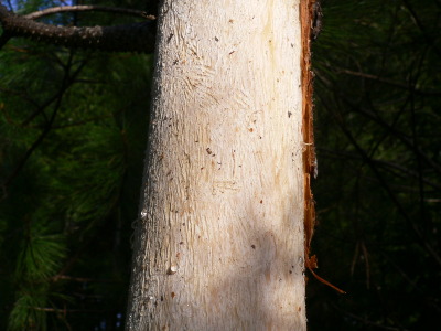 Silver-Gray Squirrel Peeling Pine Trees in Western Oregon